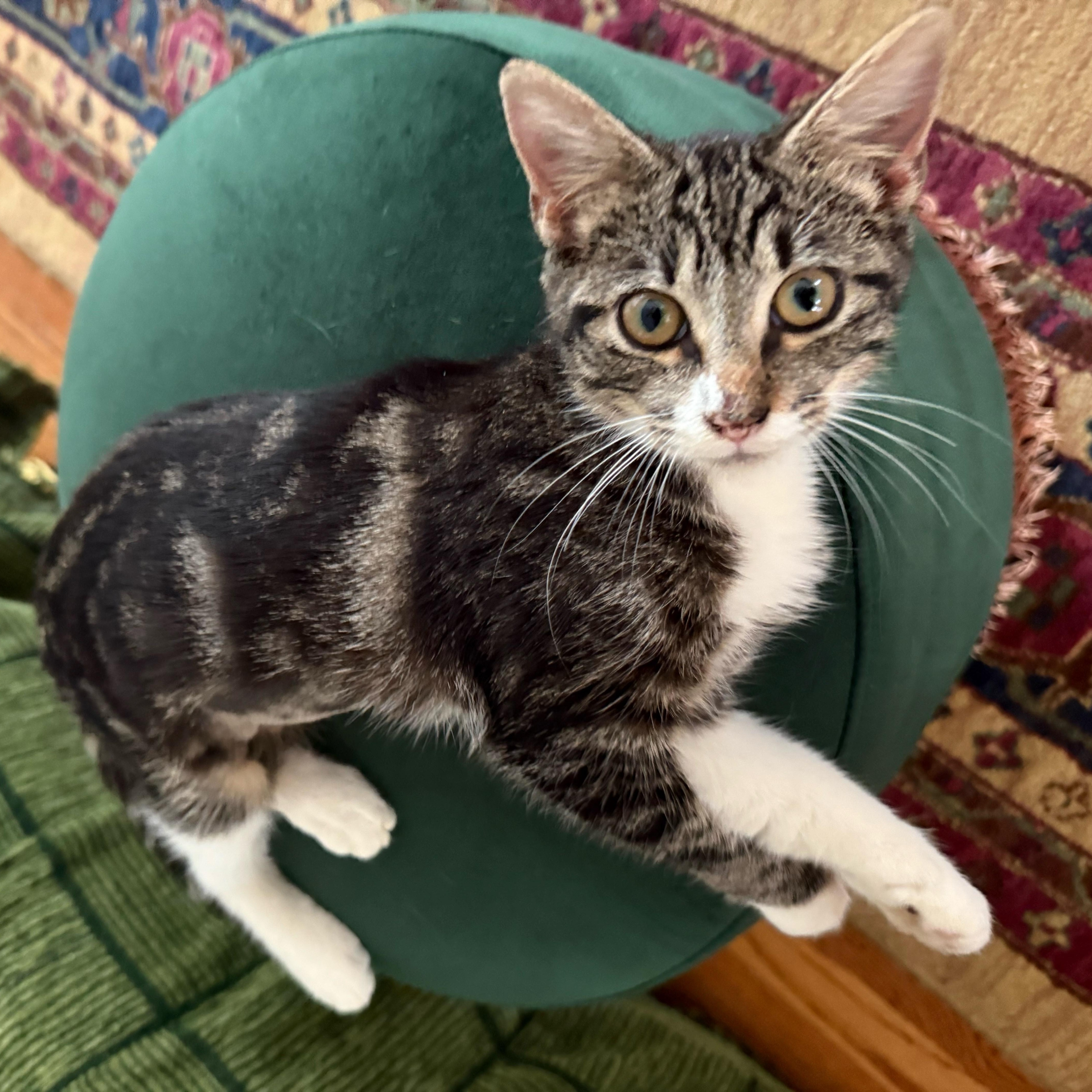 Twiggy, a Adoptable Domestic Short Hair in Pearland, TX image 4/5