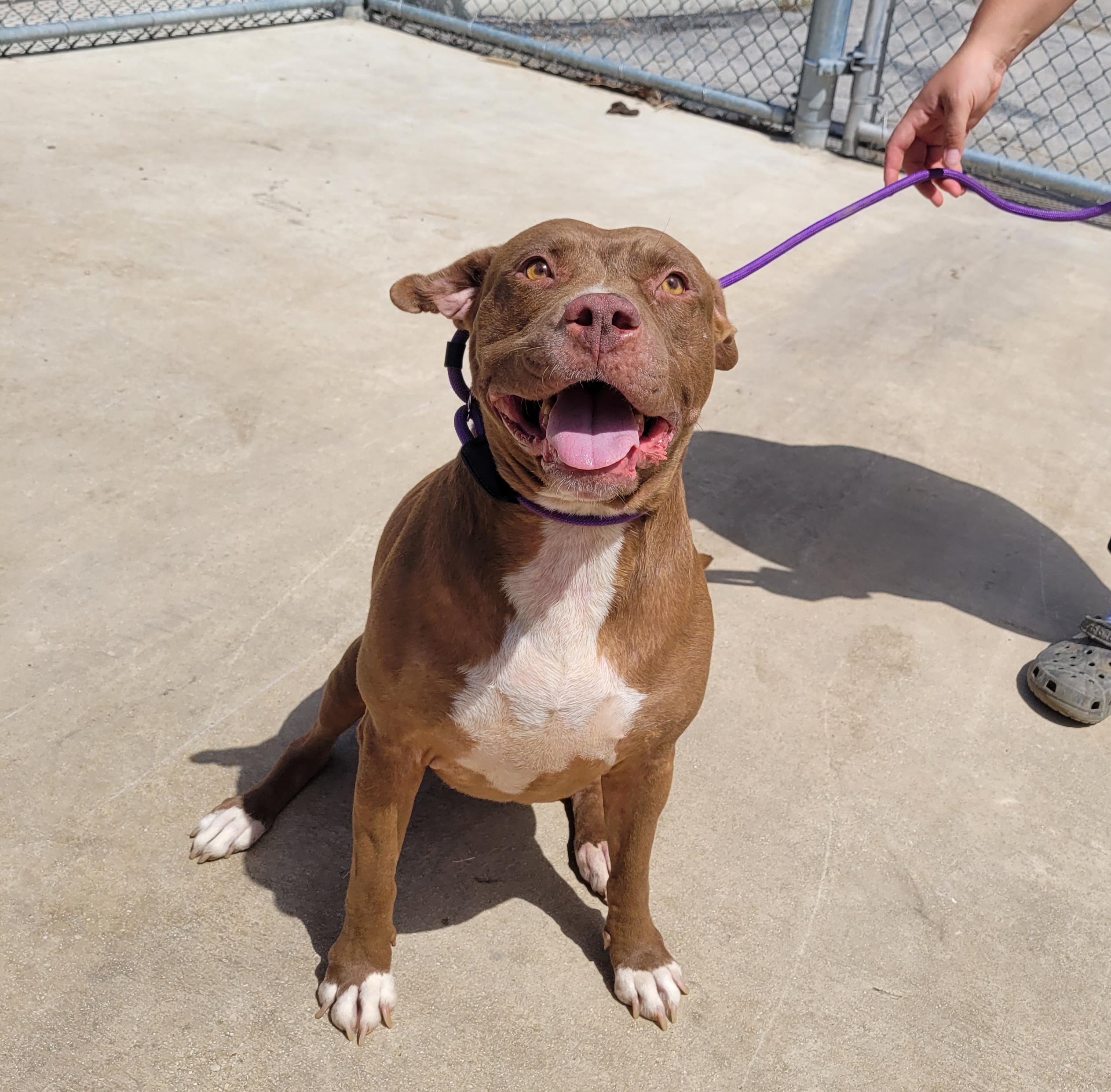 Nellie, Adult Female unknown
