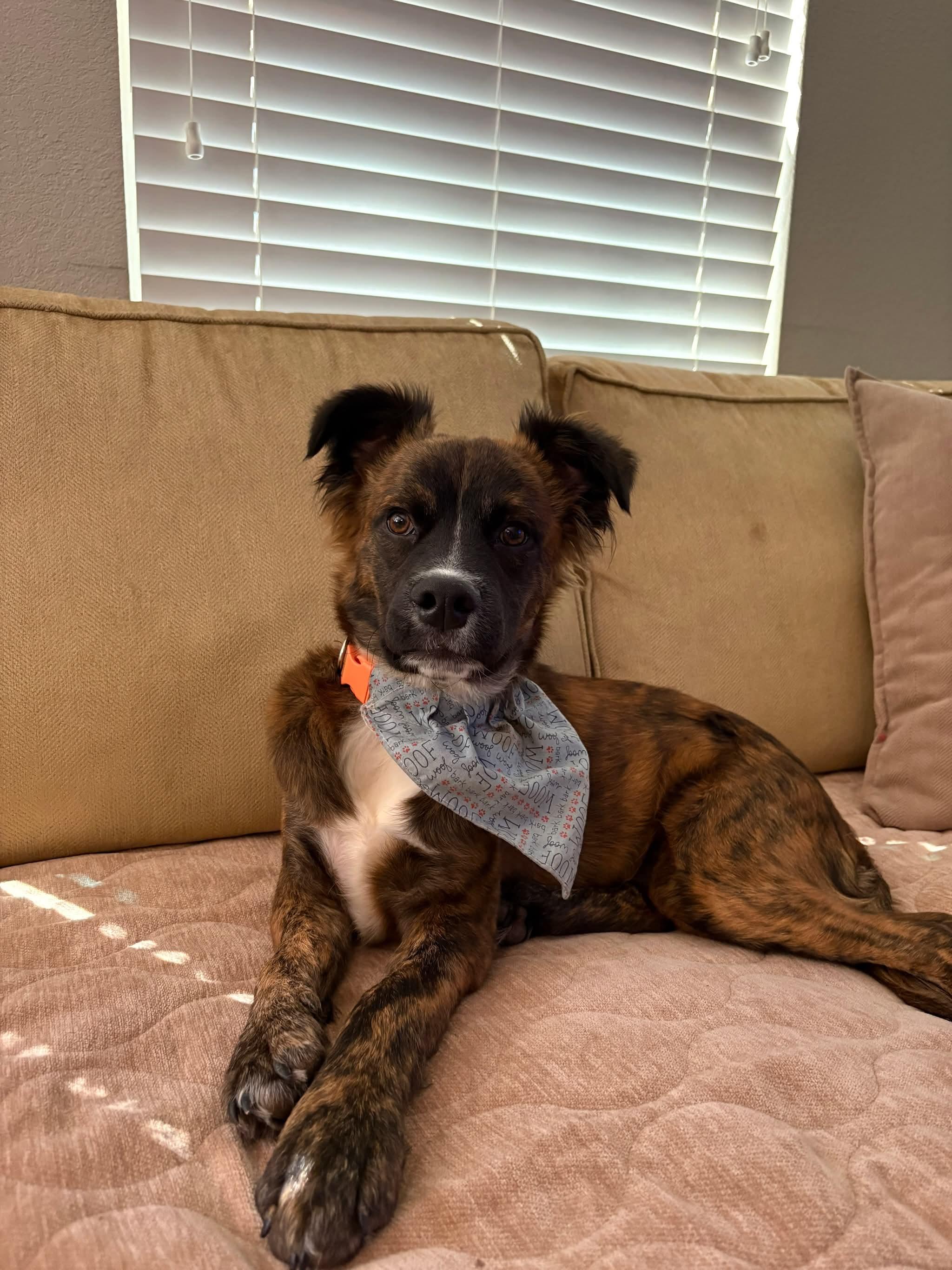 Enlarge Bombo, an adopted mixed breed in Seattle, WA image 4/5