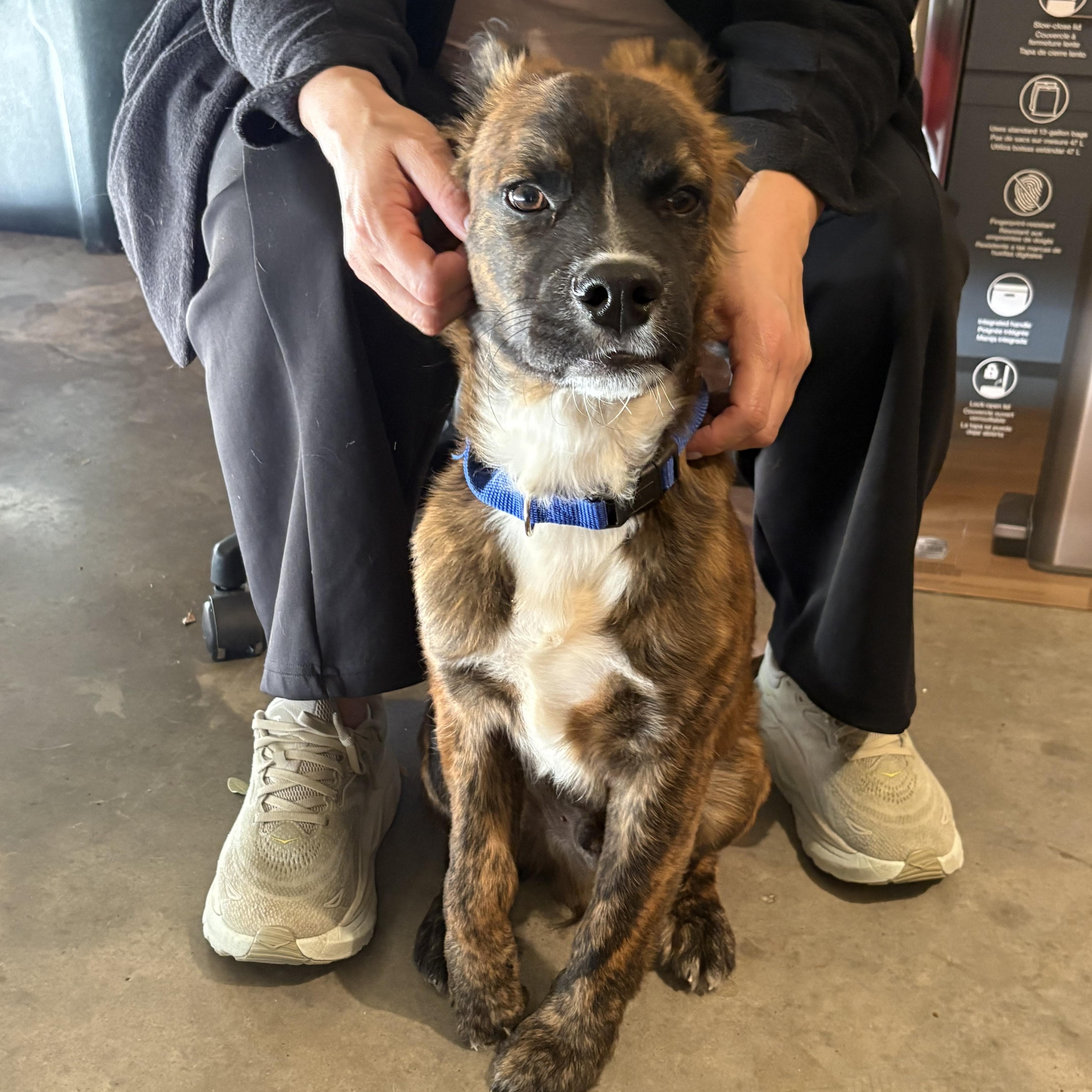 Enlarge Bombo, an adopted mixed breed in Seattle, WA image 3/5