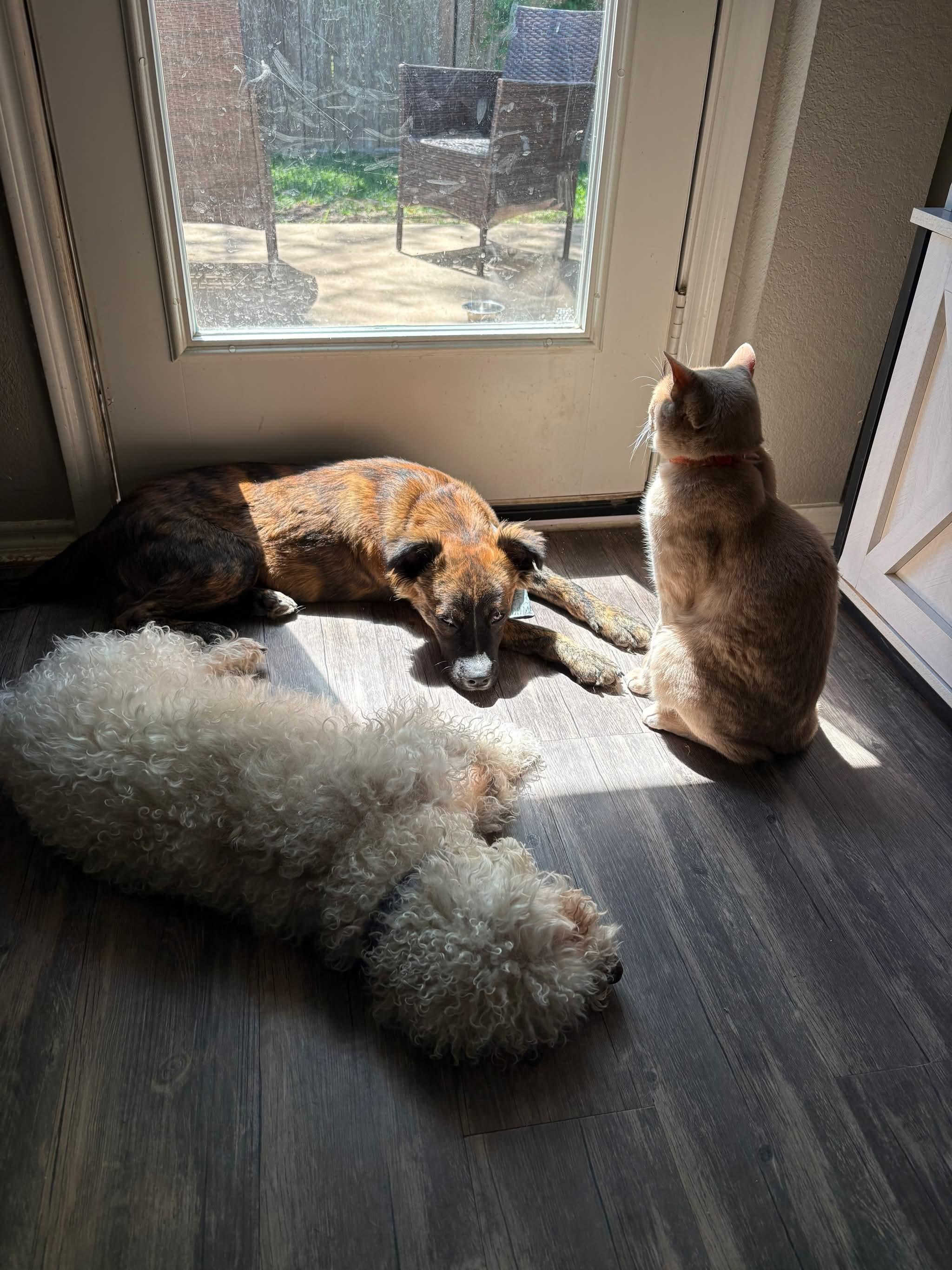 Enlarge Bombo, an adopted mixed breed in Seattle, WA image 5/5