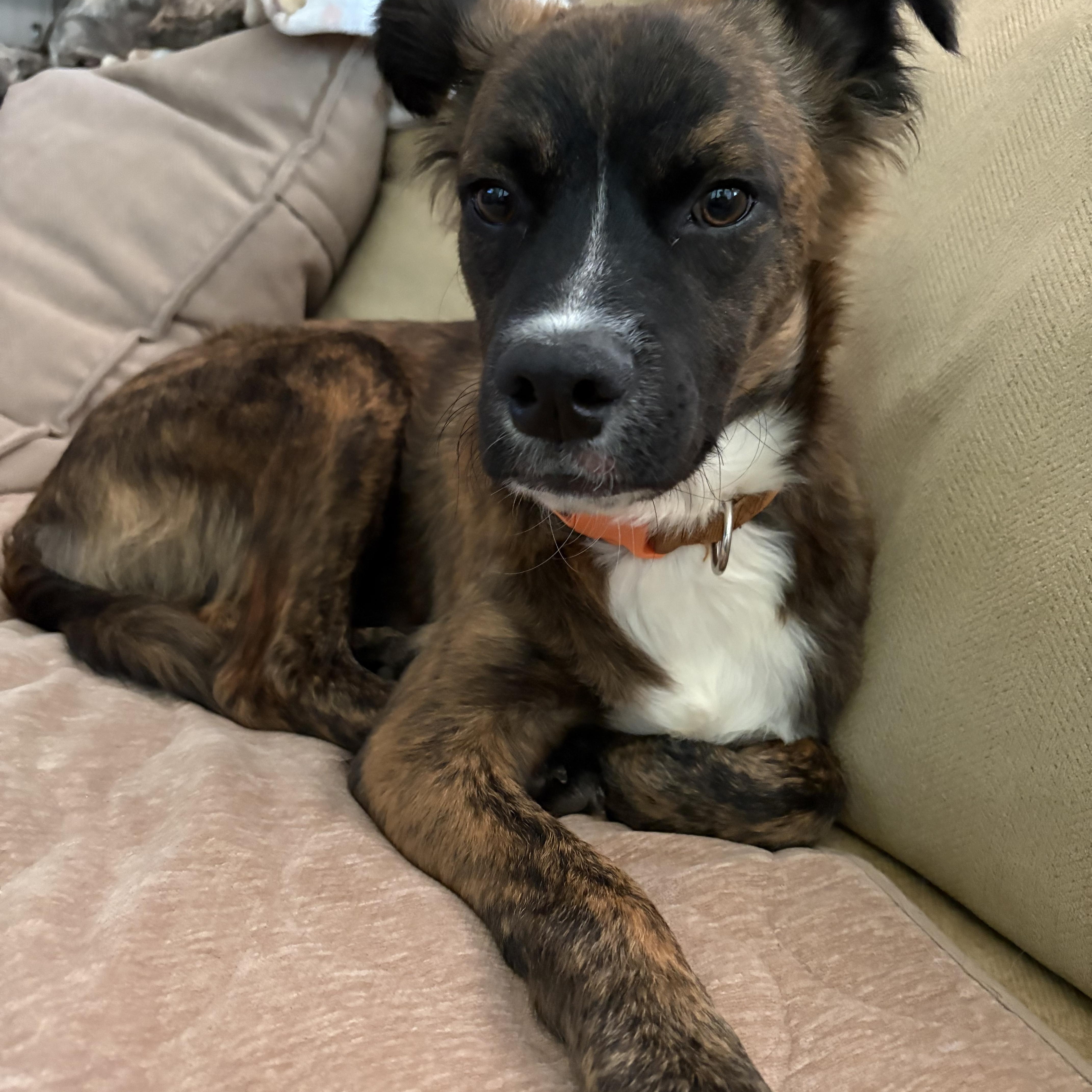 Bombo, adopted, Young Male Spaniel.