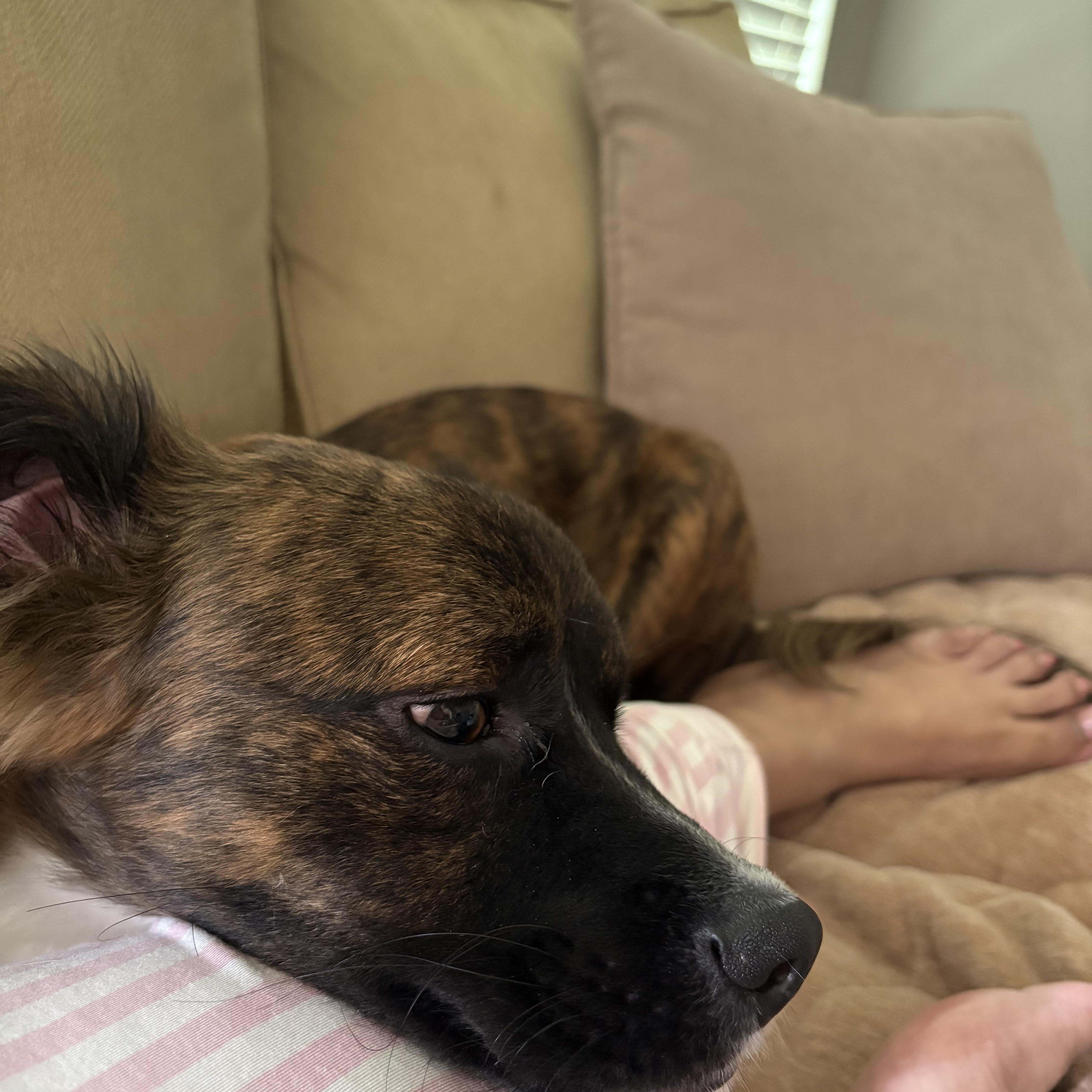 Enlarge Bombo, an adopted mixed breed in Seattle, WA image 2/5