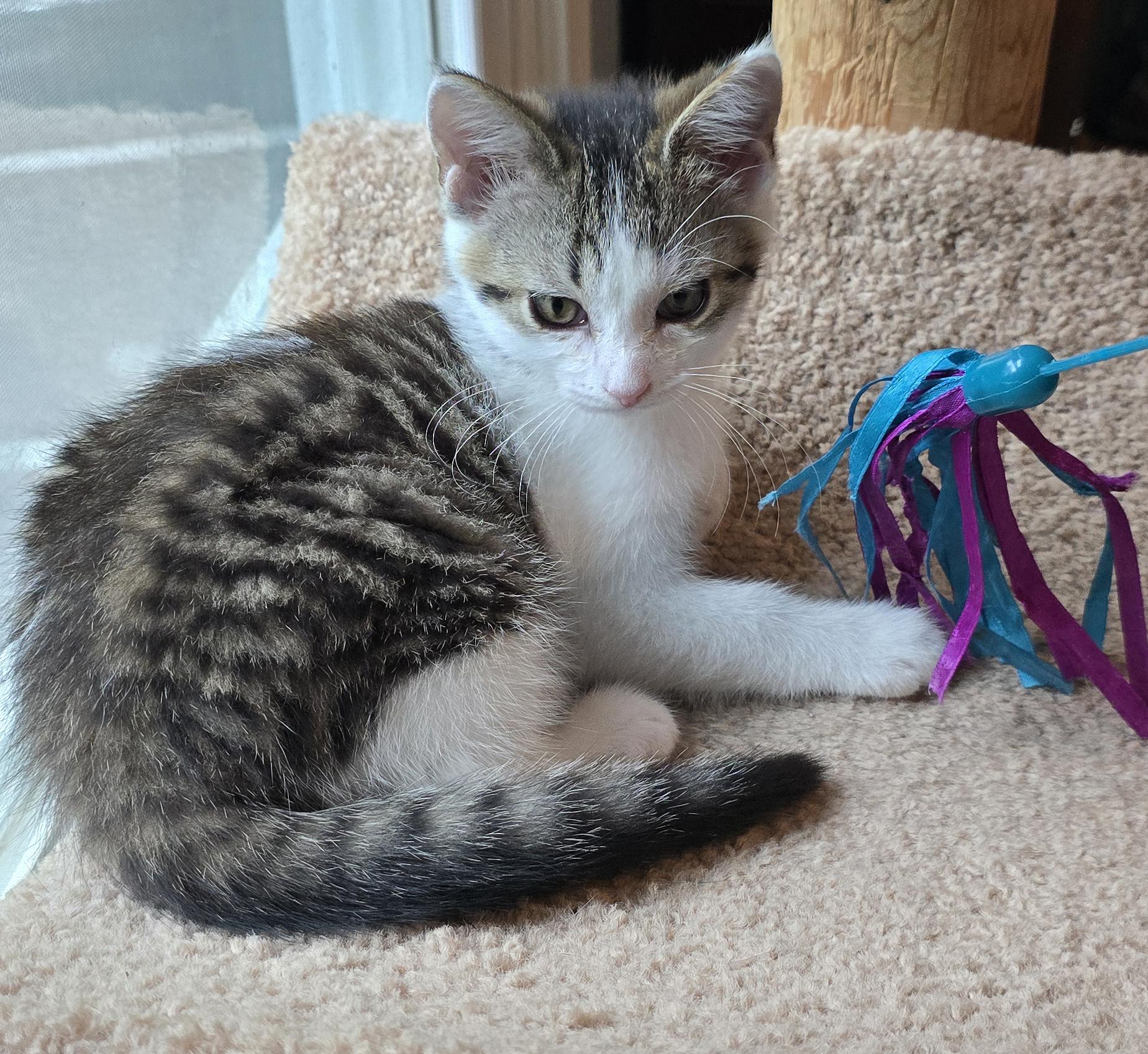 Luke, a ADOPTABLE Domestic Short Hair in Wadsworth, OH image 4/4