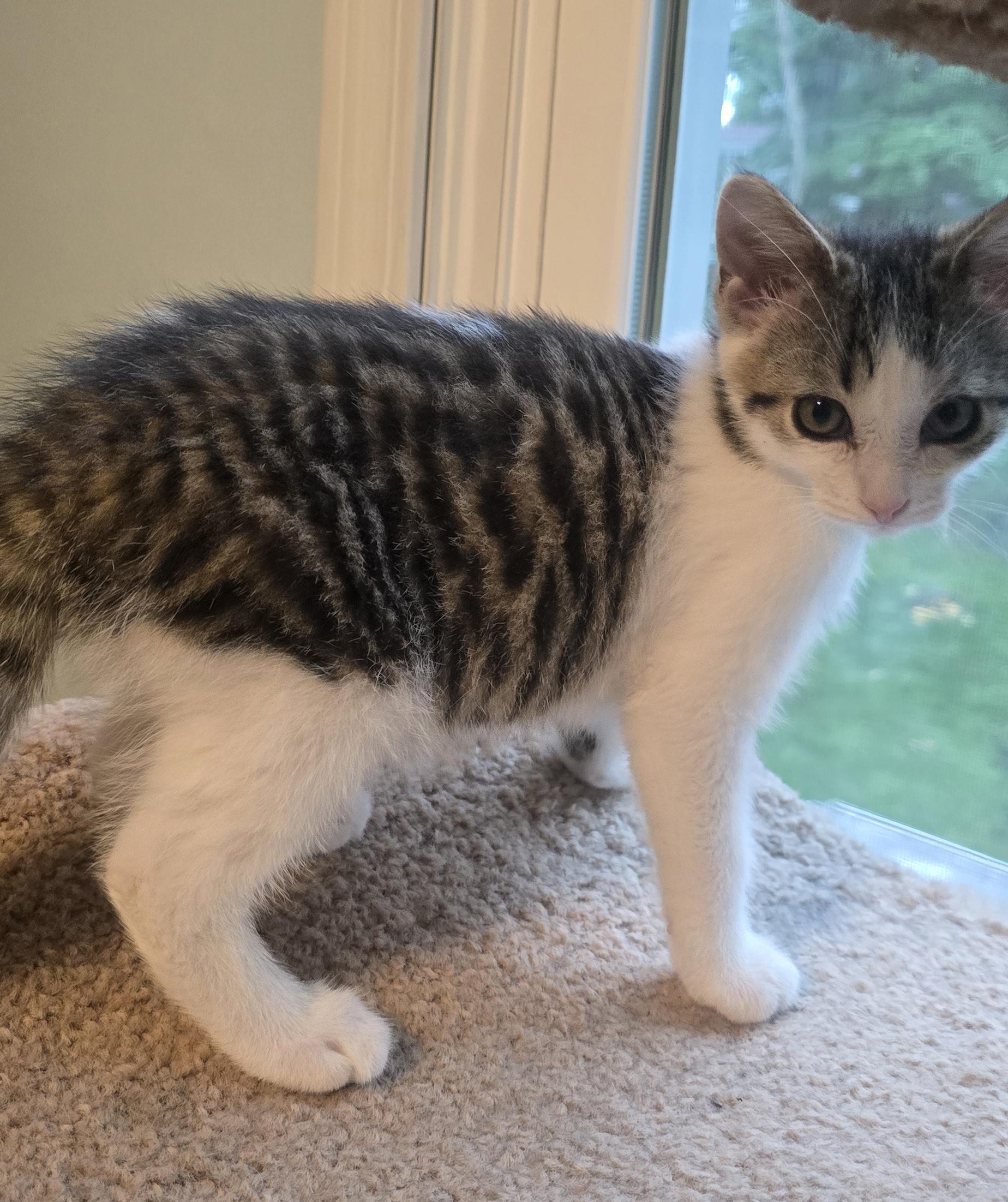 Luke, a ADOPTABLE Domestic Short Hair in Wadsworth, OH image 2/4