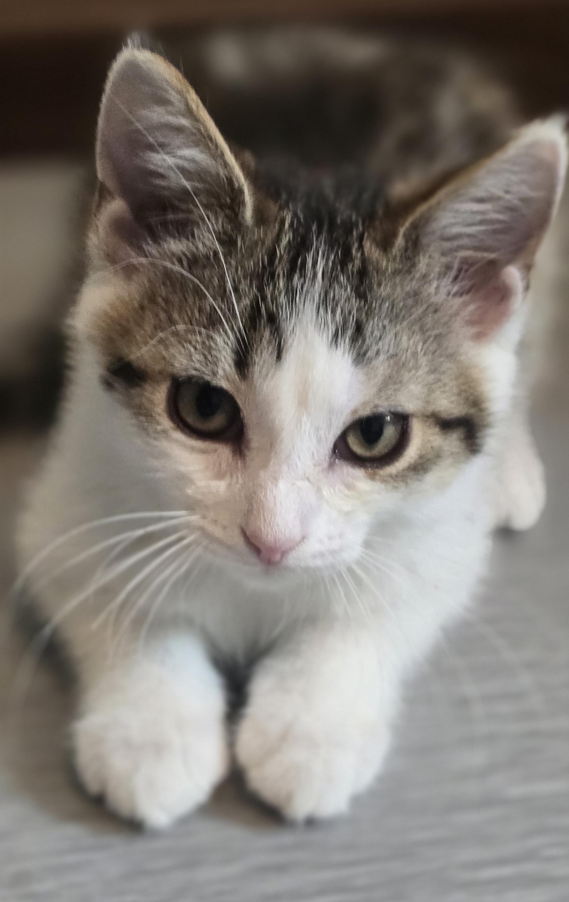 Luke, a ADOPTABLE Domestic Short Hair in Wadsworth, OH image 1/4