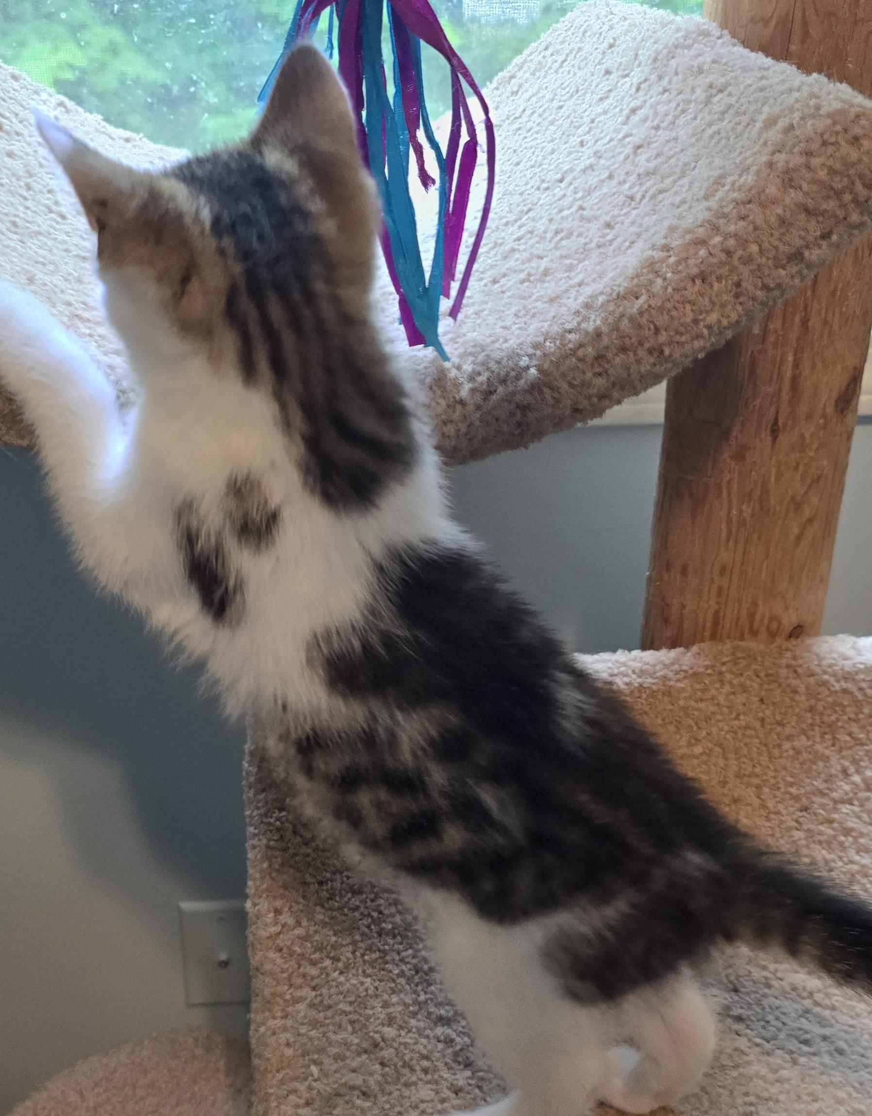 Luke, a ADOPTABLE Domestic Short Hair in Wadsworth, OH image 3/4