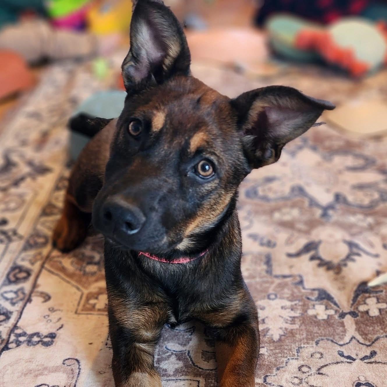 Dining Chair, Adoptable, Puppy Female Mixed Breed.