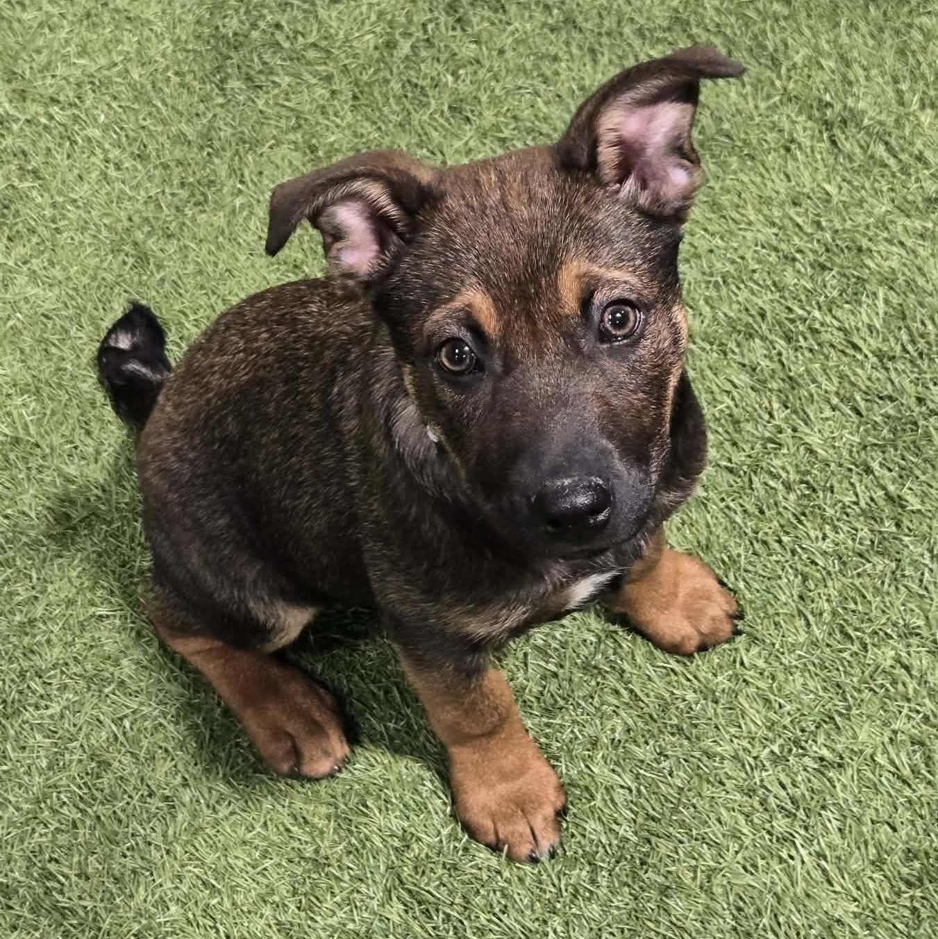 Enlarge Dining Chair, a Adoptable Mixed Breed in Racine, WI image 1/6