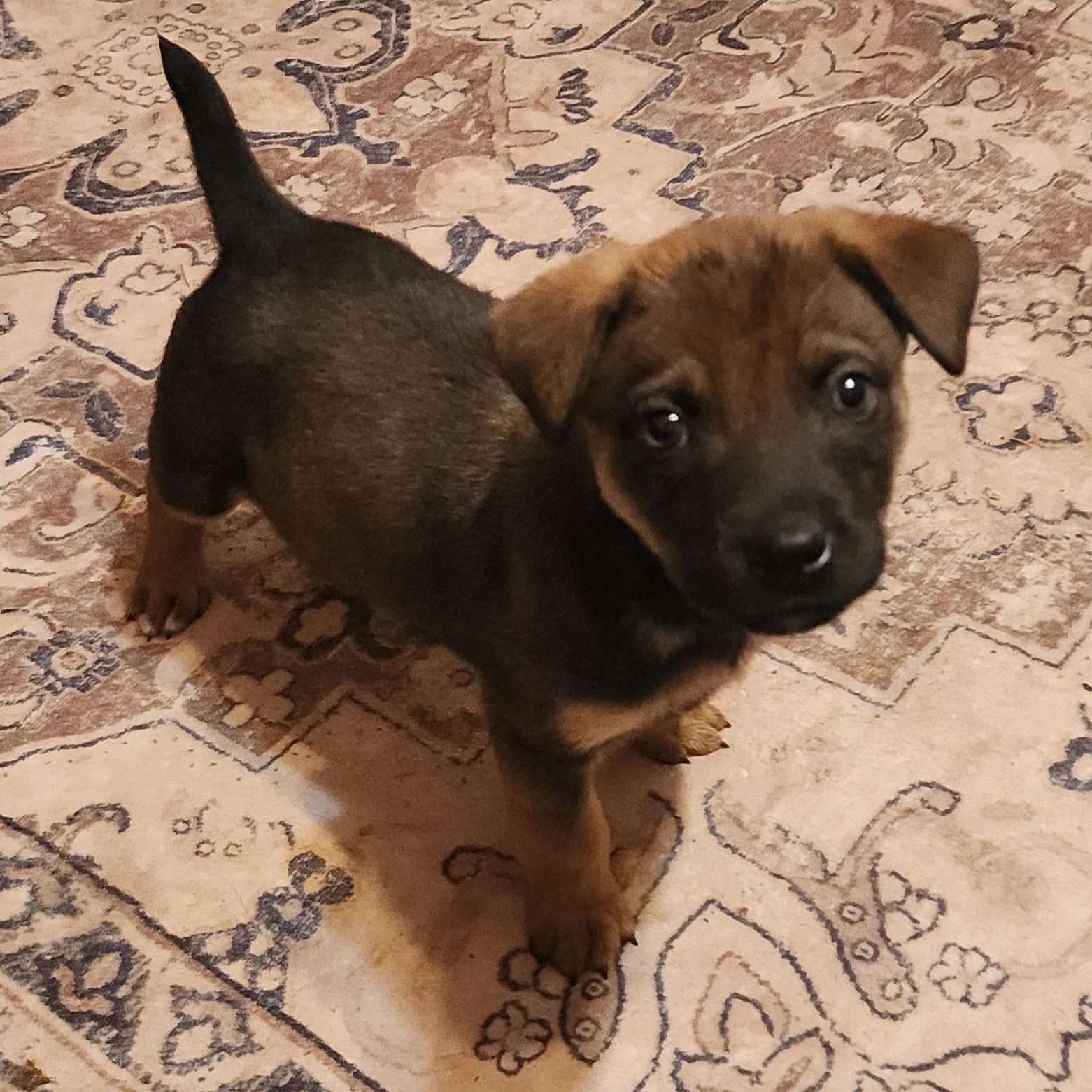 Dining Chair, Adoptable, Puppy Female Mixed Breed.