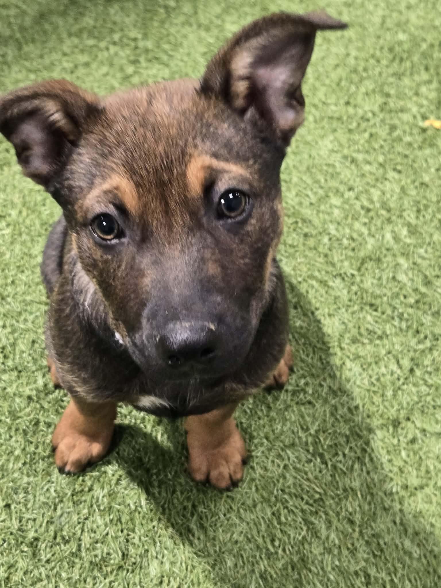 Enlarge Dining Chair, a Adoptable Mixed Breed in Racine, WI image 6/6