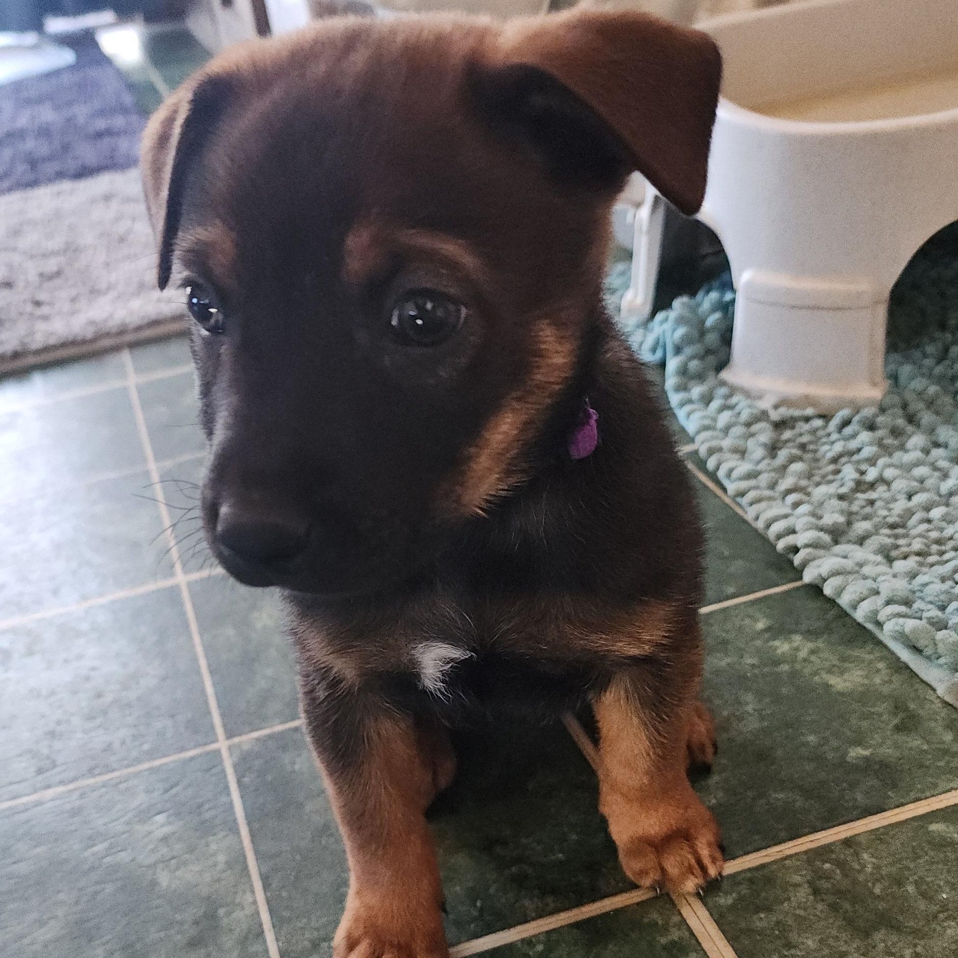 Enlarge Dining Chair, a Adoptable Mixed Breed in Racine, WI image 3/3