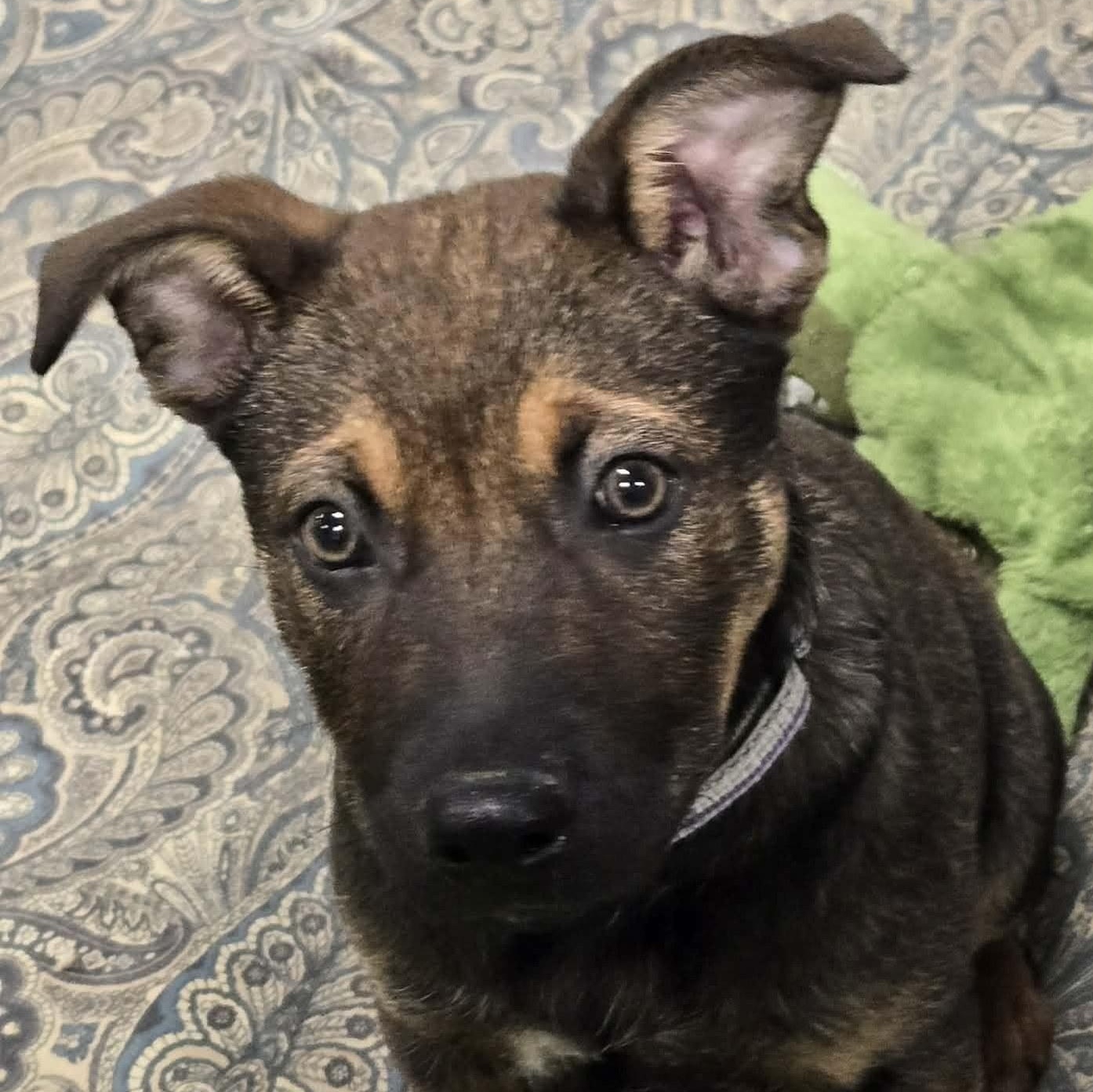 Enlarge Dining Chair, a Adoptable Mixed Breed in Racine, WI image 5/6