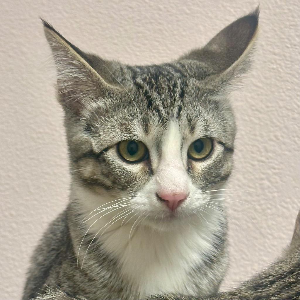 Enlarge Minu (Prince Fusili), a Adoptable mixed breed in Eastsound, WA image 1/1