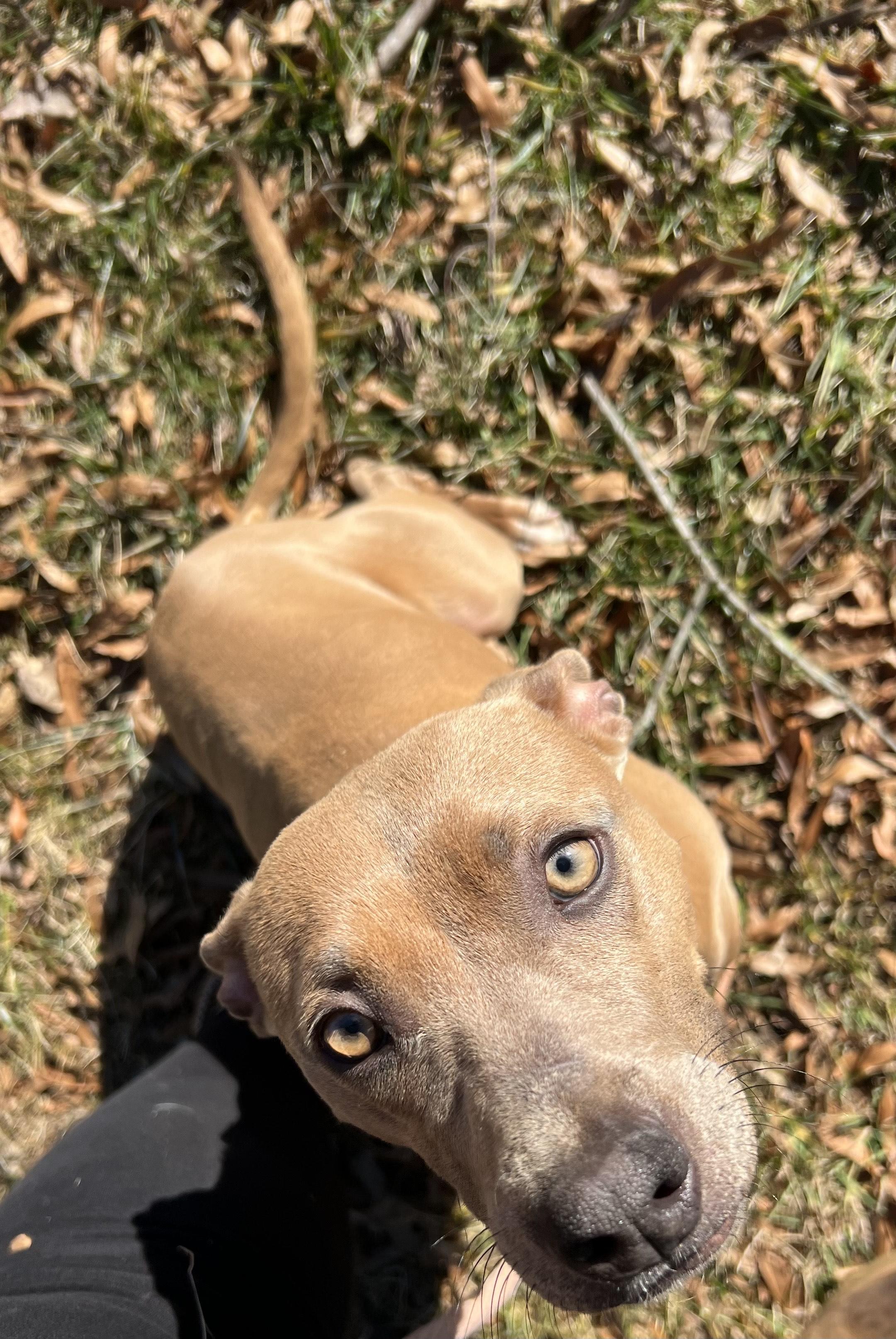 Enlarge WILLOW, an adopted Mixed Breed in Newborn, GA image 3/5