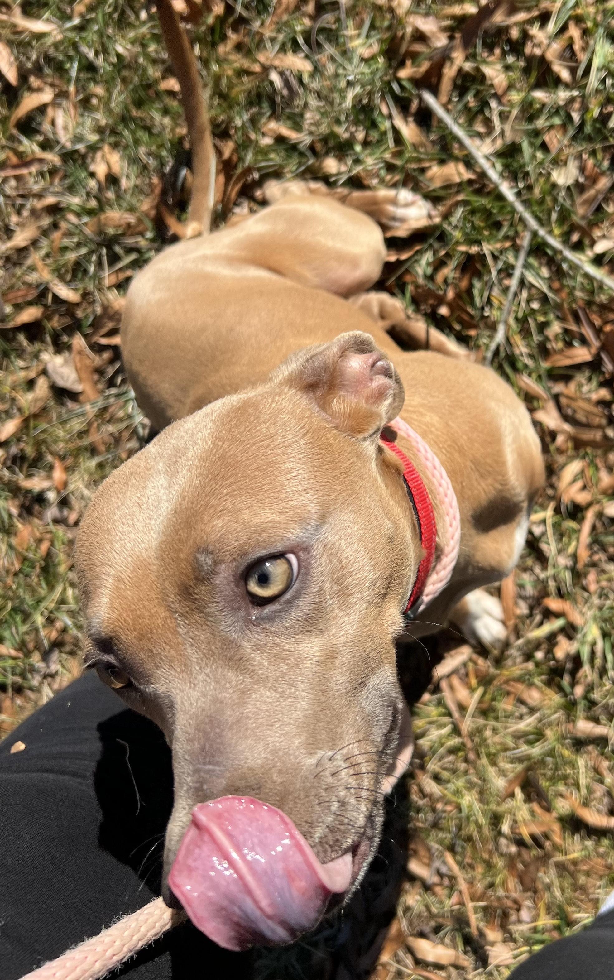 Enlarge WILLOW, an adopted Mixed Breed in Newborn, GA image 5/5