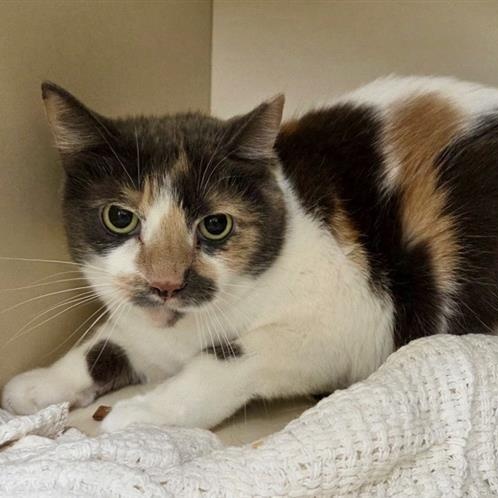 Enlarge Possum, a Adoptable Domestic Short Hair in Prince Frederick, MD image 1/2