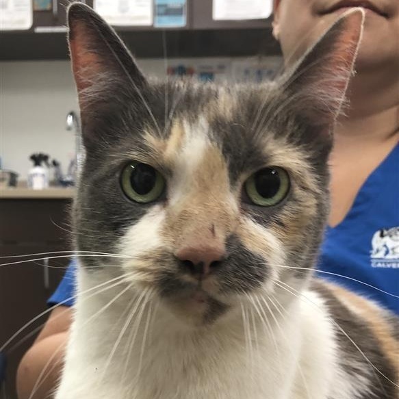 Enlarge Possum, a Adoptable Domestic Short Hair in Prince Frederick, MD image 2/2