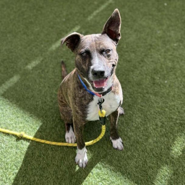 BOLT, Adoptable, Adult Male Pit Bull Terrier & Mixed Breed.