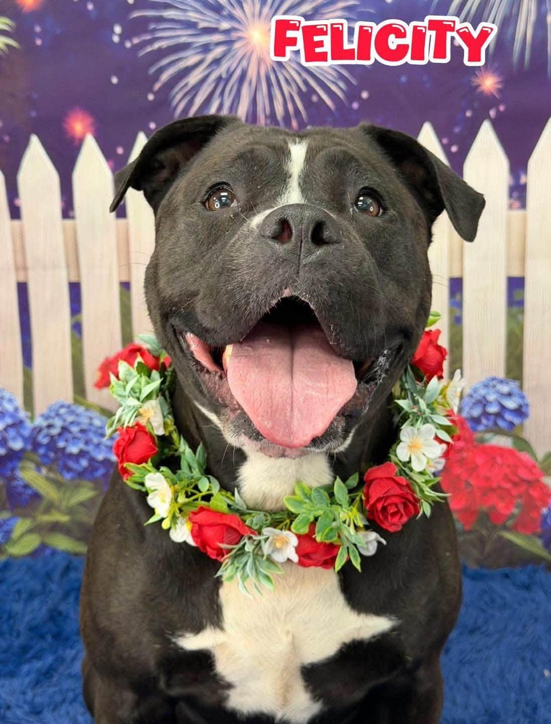 Felicity, adoptable, Adult Female Mixed Breed.