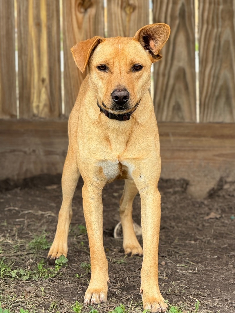 Jester, Adoptable, Young Male Carolina Dog & Rhodesian Ridgeback.
