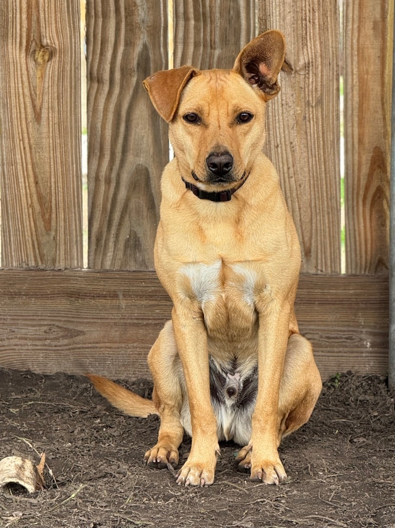 Jester, a Adoptable mixed breed in Madisonville, TX image 2/5