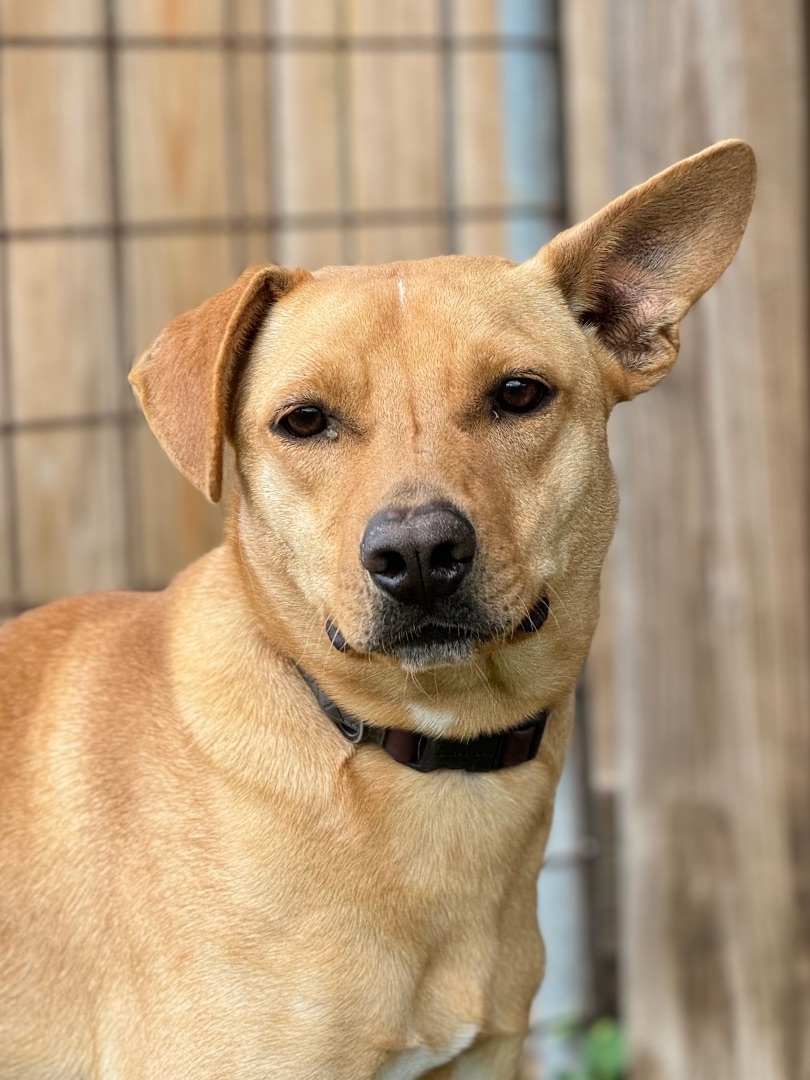 Jester, a Adoptable mixed breed in Madisonville, TX image 3/5