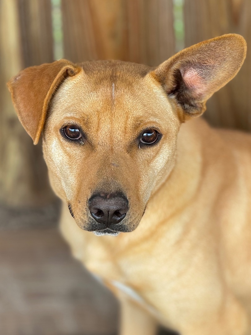 Jester, a Adoptable mixed breed in Madisonville, TX image 4/5
