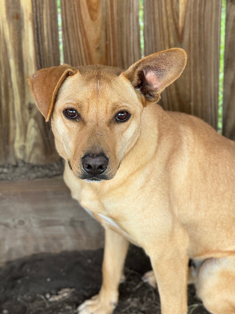 Jester, a Adoptable mixed breed in Madisonville, TX image 5/5