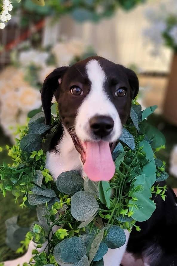 Enlarge Hilary, a Adoptable mixed breed in Grapevine, TX image 6/6