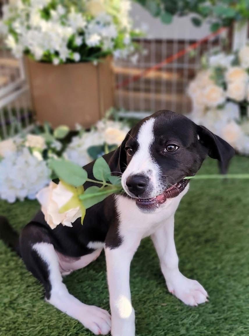 Enlarge Hilary, a Adoptable mixed breed in Grapevine, TX image 5/6