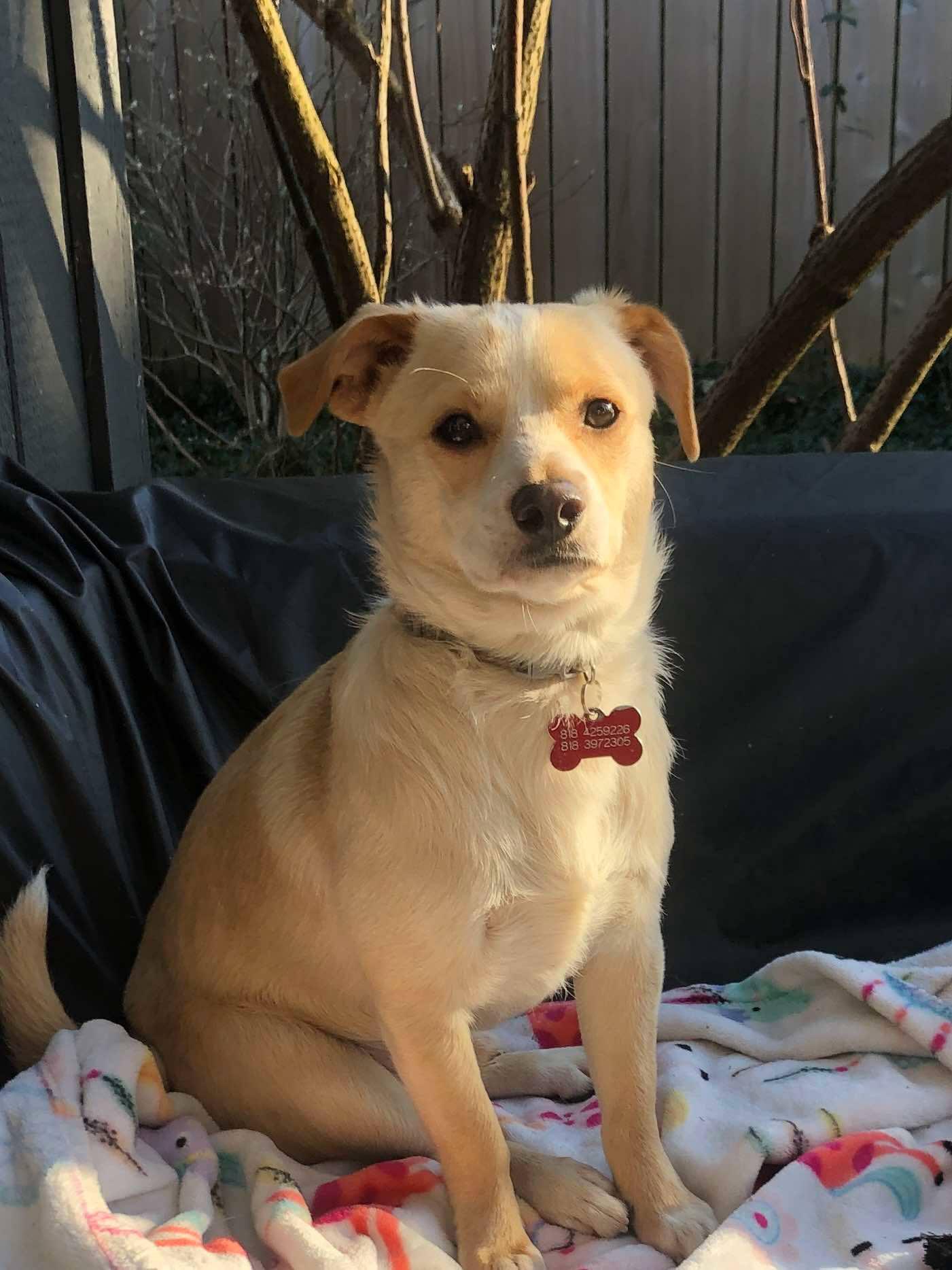Pinto available at Charlie's Little Dog House 1