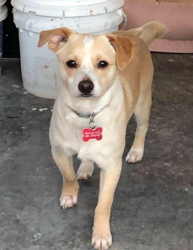 Pinto available at Charlie's Little Dog House 2