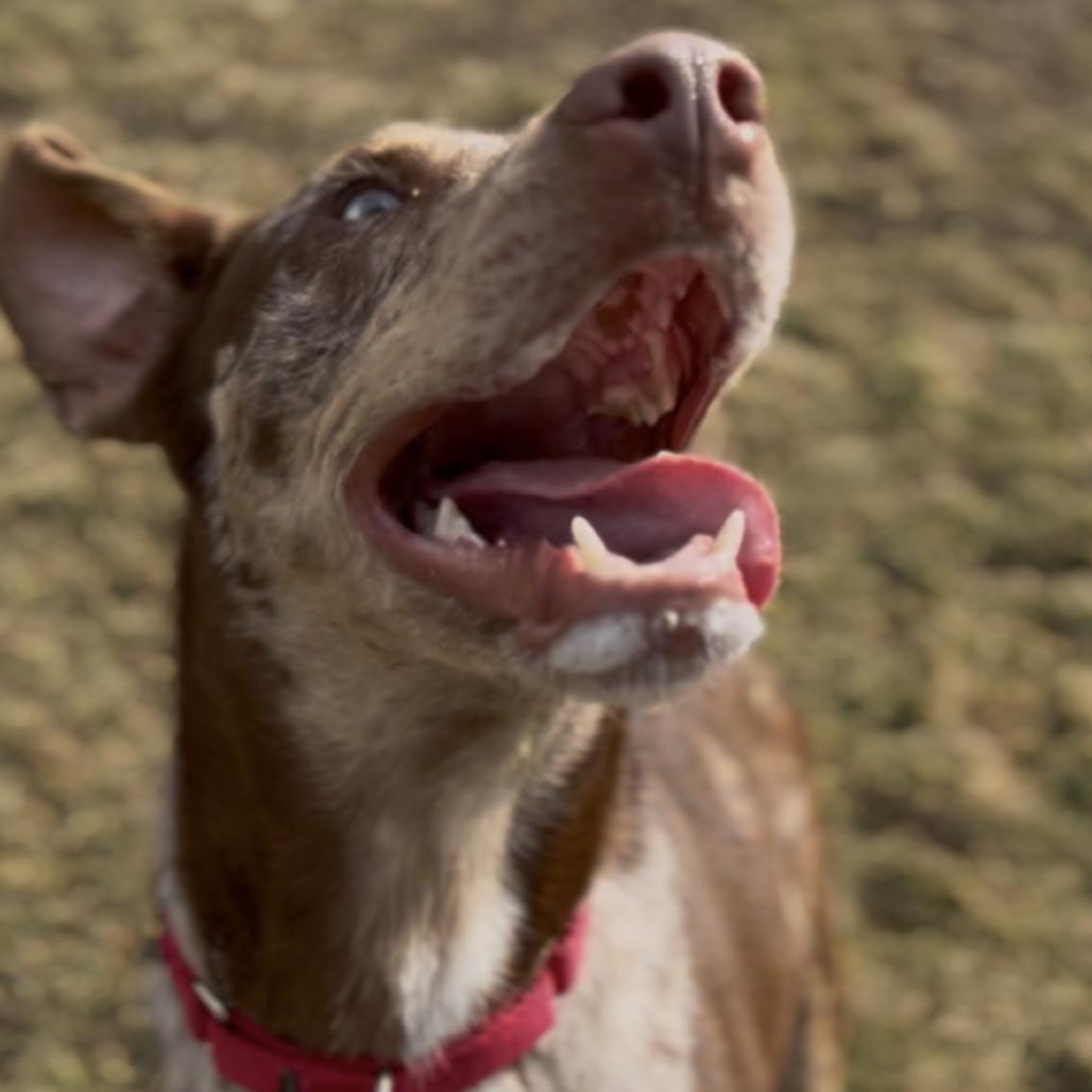Enlarge Wolfie, a Adoptable mixed breed in Marysville, OH image 1/6