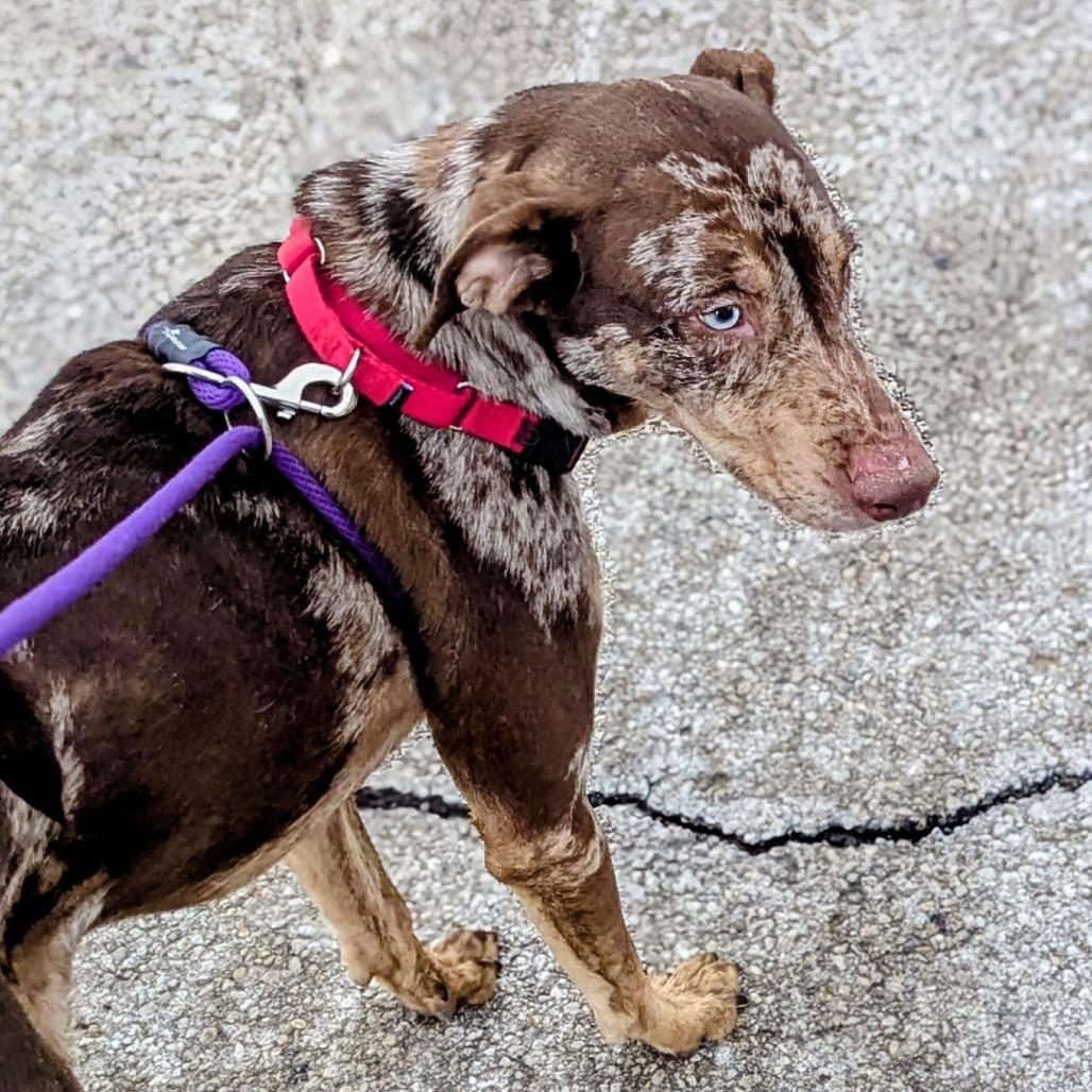 Enlarge Wolfie, a Adoptable mixed breed in Marysville, OH image 3/6