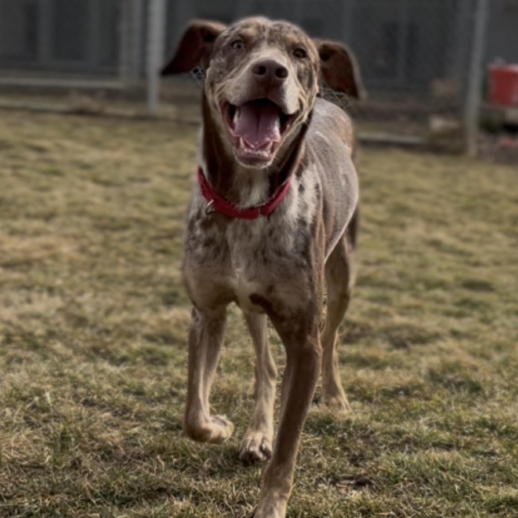 Enlarge Wolfie, a Adoptable mixed breed in Marysville, OH image 4/6