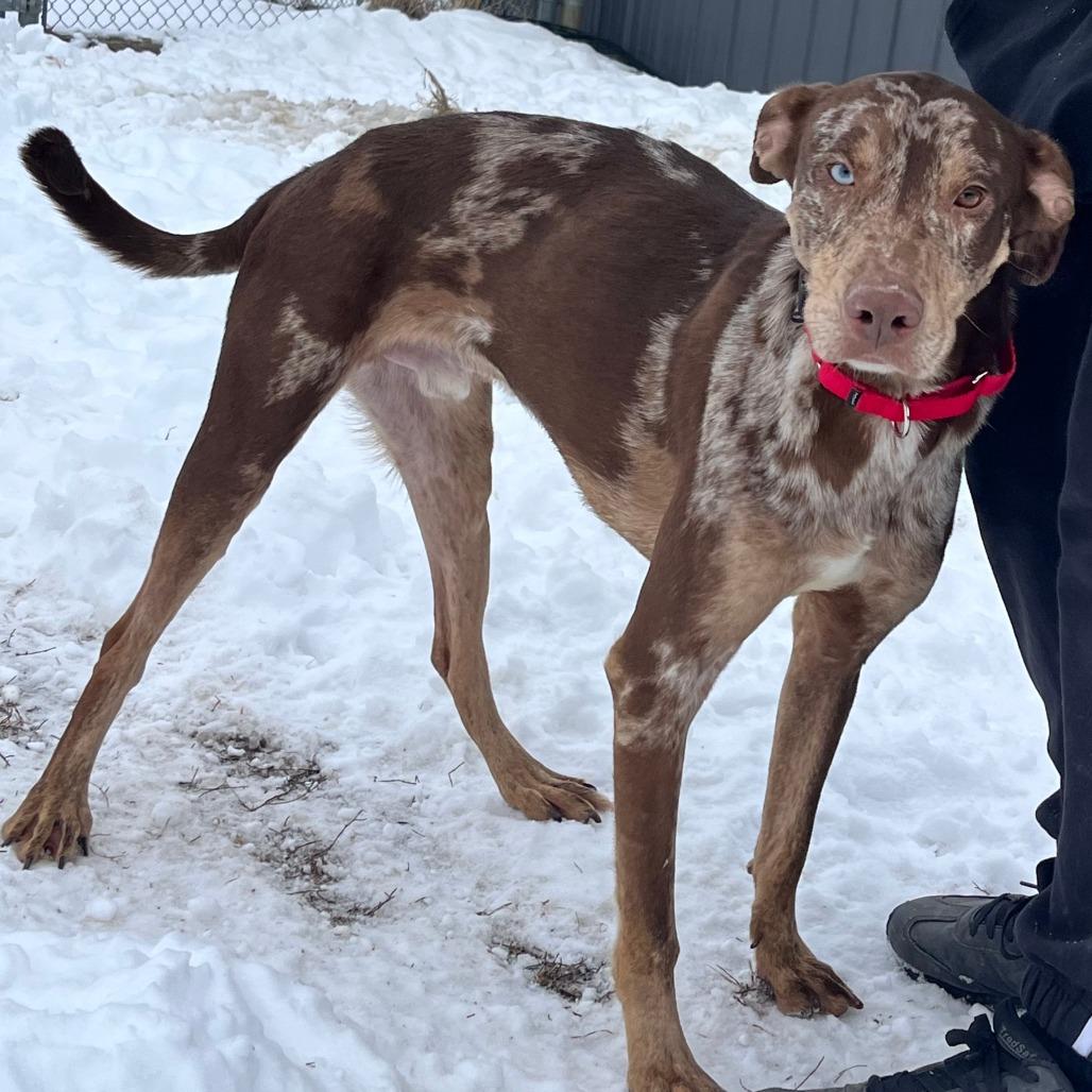 Enlarge Wolfie, a Adoptable mixed breed in Marysville, OH image 5/6