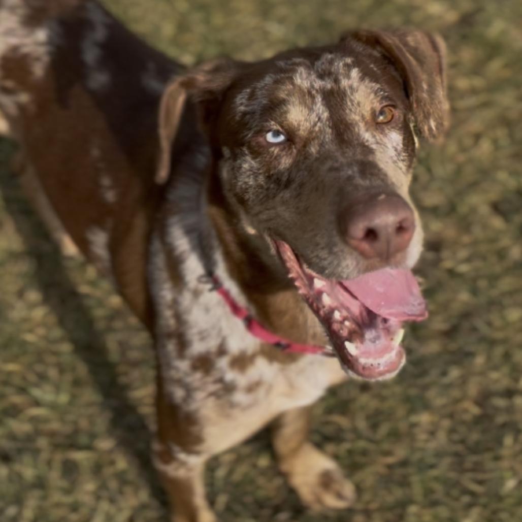 Enlarge Wolfie, a Adoptable mixed breed in Marysville, OH image 6/6