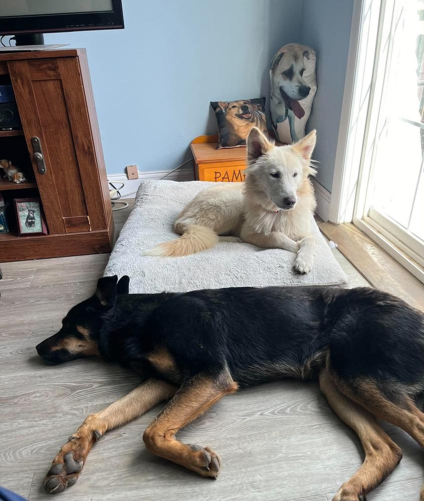 Kansas, Adoptable, Puppy Female Shepherd.