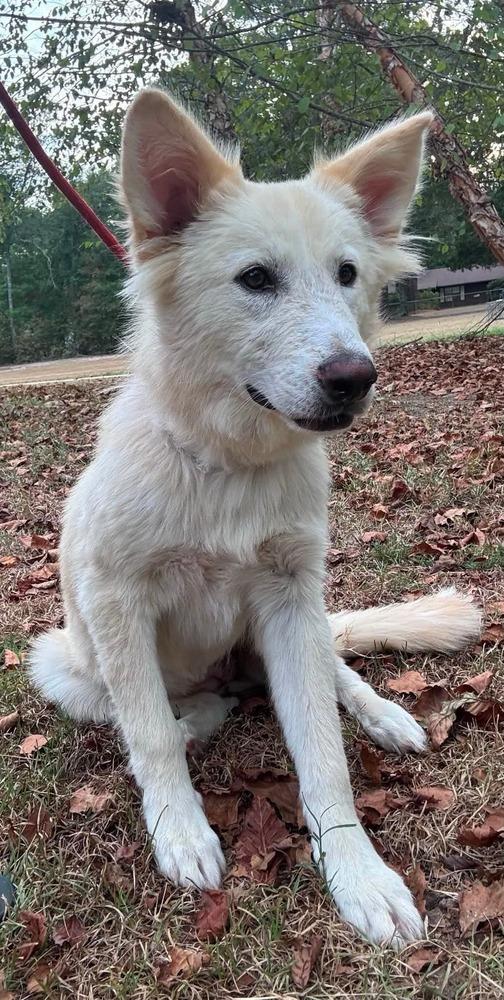 Enlarge Kansas, a Adoptable mixed breed in Syracuse, NY image 3/6