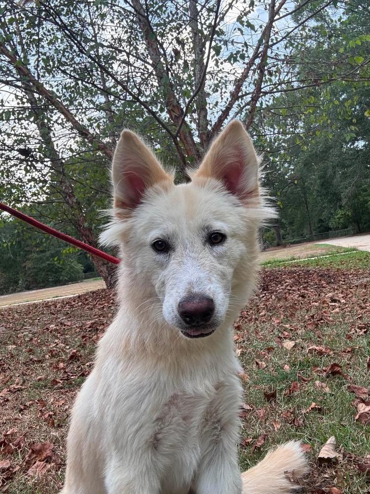 Enlarge Kansas, a Adoptable mixed breed in Syracuse, NY image 4/6