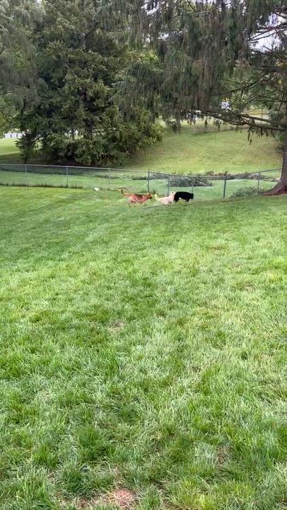 Enlarge Kansas, a Adoptable mixed breed in Syracuse, NY video 6/6
