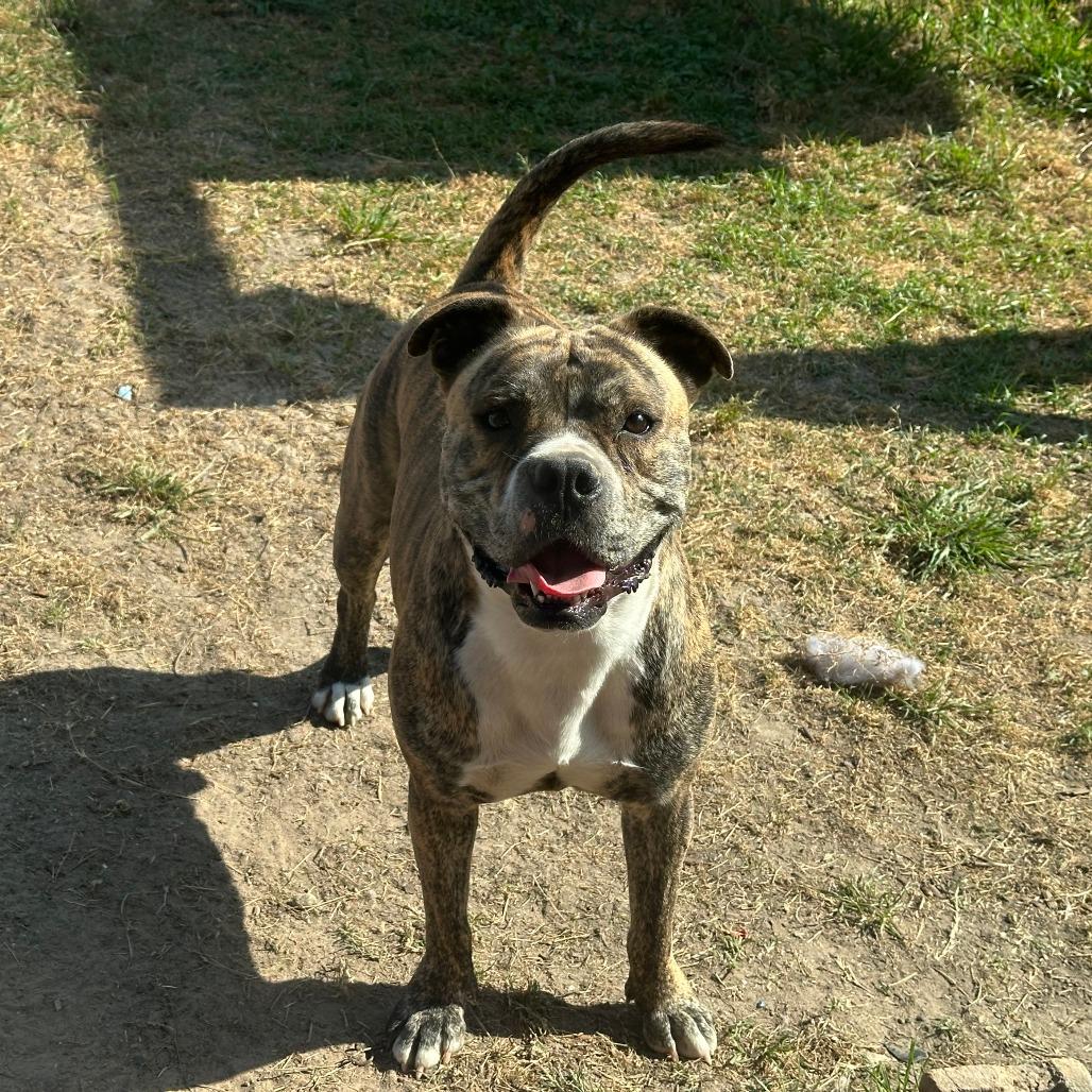 Enlarge Good Boi, a Adoptable mixed breed in Houston, TX image 1/6