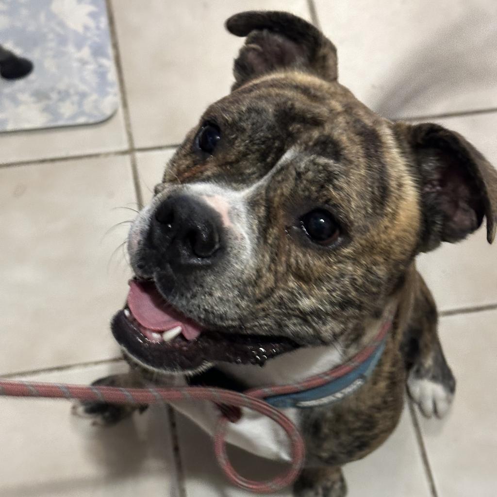 Enlarge Good Boi, a Adoptable mixed breed in Houston, TX image 2/6