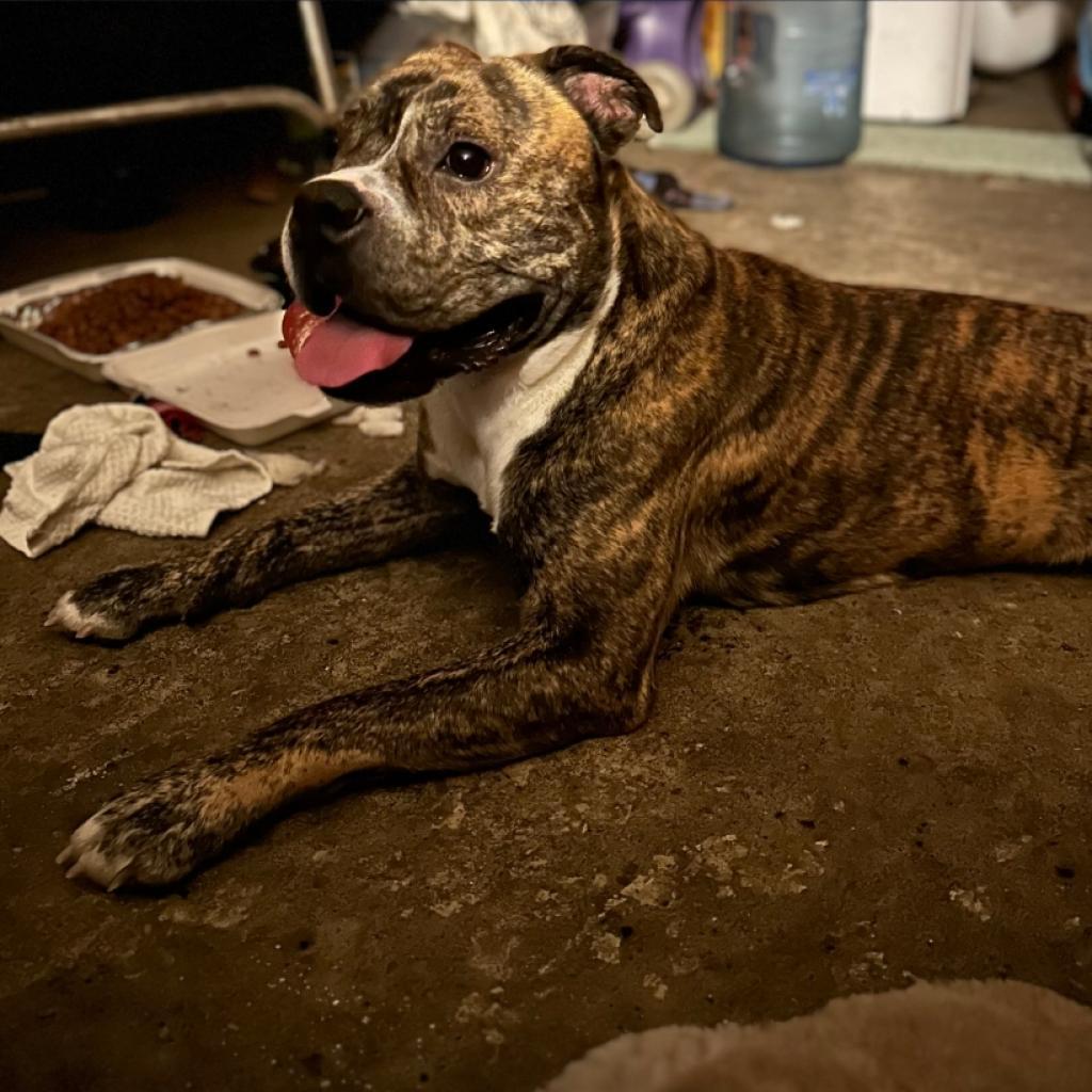 Enlarge Good Boi, a Adoptable mixed breed in Houston, TX image 3/6