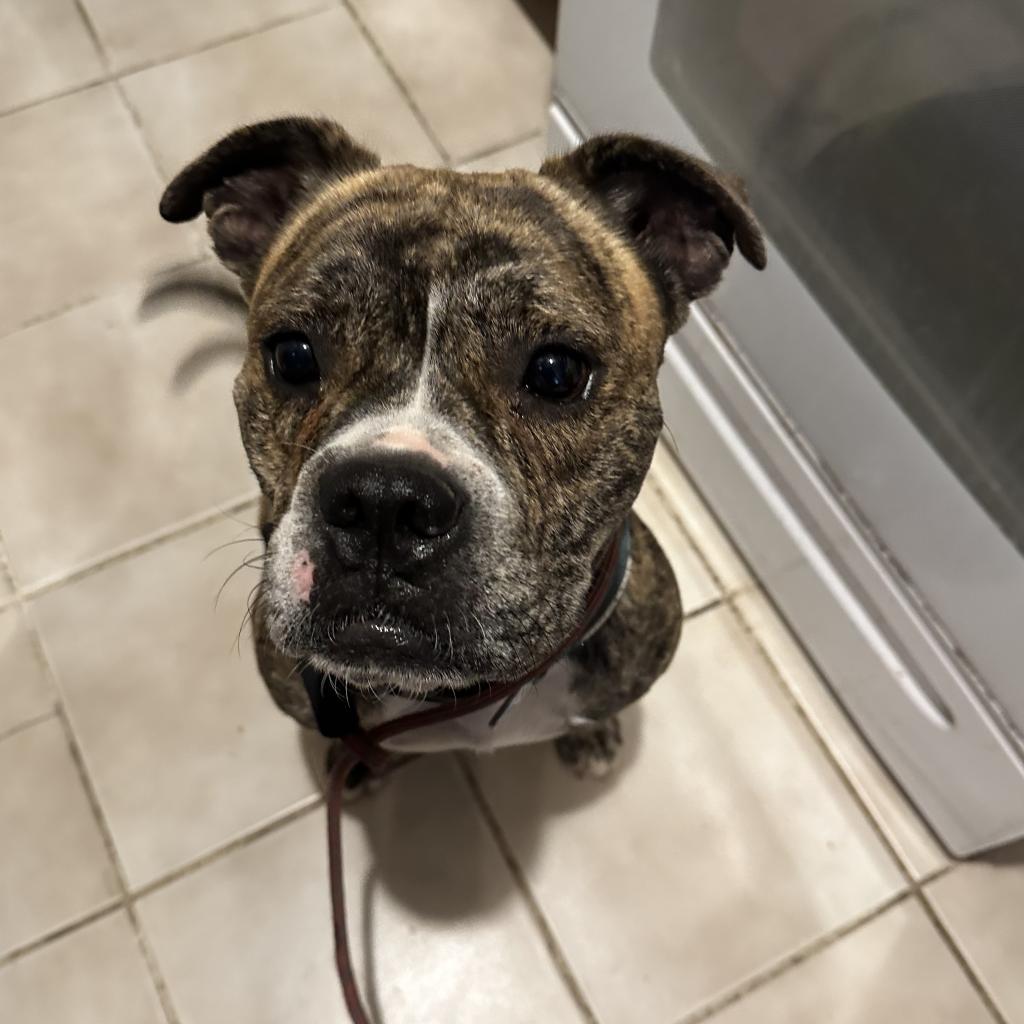 Enlarge Good Boi, a Adoptable mixed breed in Houston, TX image 5/6