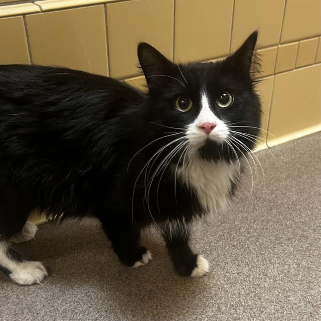 Enlarge MIDNA, a Adoptable Domestic Medium Hair in Denver, CO image 1/1