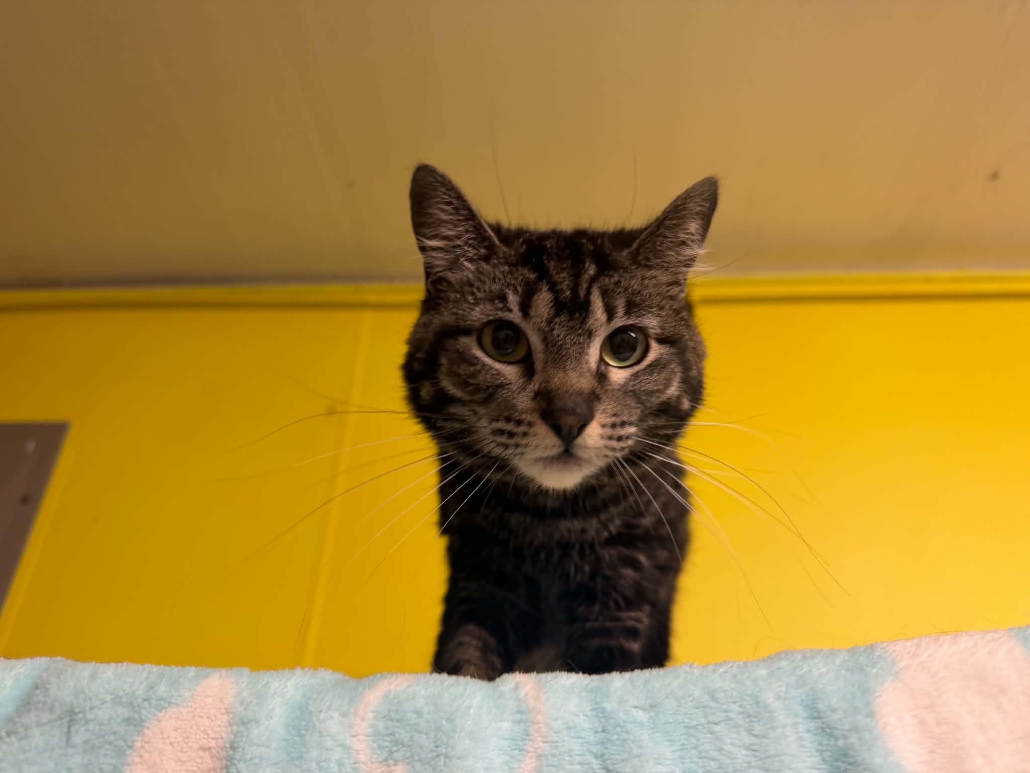 Charlotte, ADOPTABLE, Young Female Domestic Short Hair.