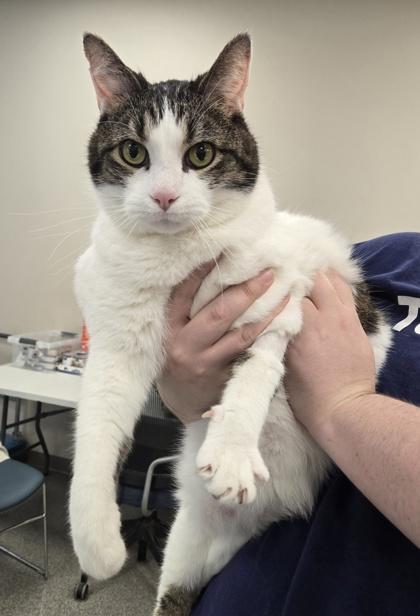 Mario, a ADOPTABLE Domestic Short Hair in Neenah, WI image 2/3