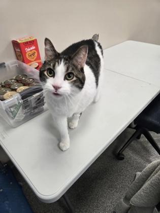 Mario, a ADOPTABLE Domestic Short Hair in Neenah, WI image 3/3